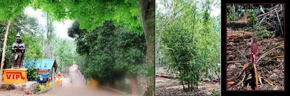 P A Resort Kolli Hills Exterior photo